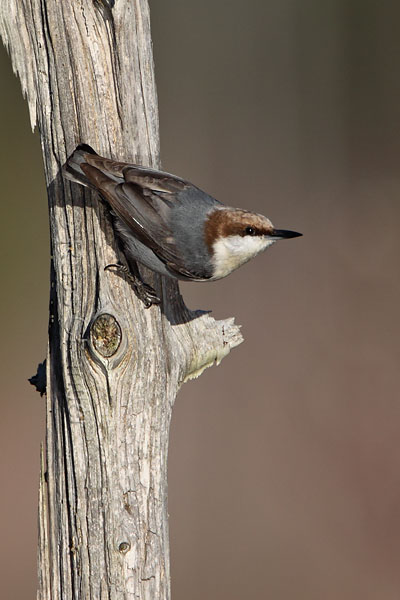 Brown-headed Nuthatch © Russ Chantler